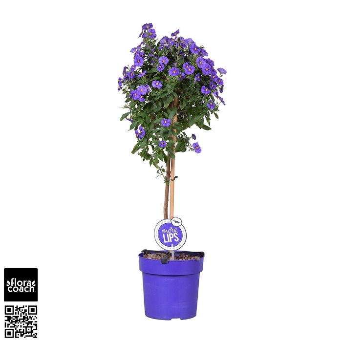 <h4>MoreLIPS® Solanum Rantonetti 'Blue Fontain' op stam</h4>