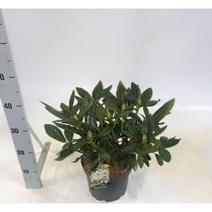 Rhod. (Caucasicum Grp) 'Cunningham's White'