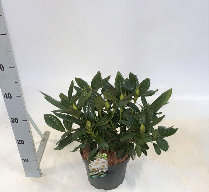 <h4>Rhod. (Caucasicum Grp) 'Cunningham's White'</h4>