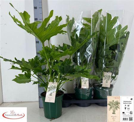 <h4>Phil Bip Little Hope</h4>