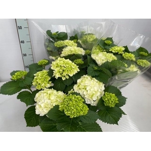 HYDR M CRYSTAL PALAC