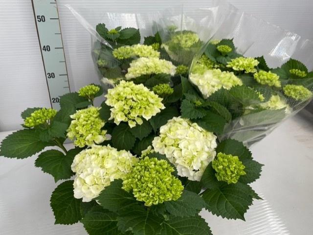 <h4>HYDR M CRYSTAL PALAC</h4>