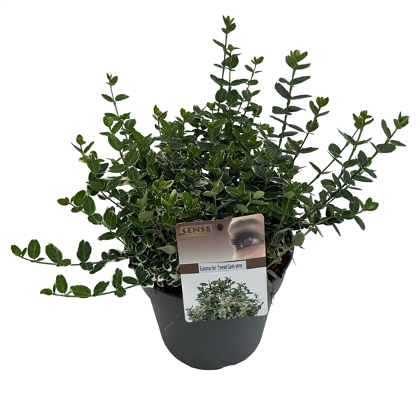 <h4>Euonymus fort. 'Emerald Gaiety' sense</h4>
