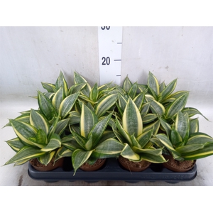 Sansevieria trifa. 'Hahnii'