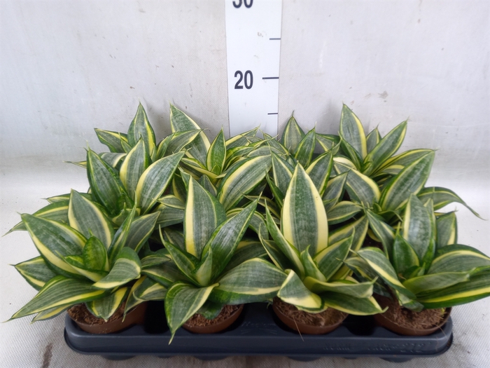 <h4>Sansevieria trifa. 'Hahnii'</h4>