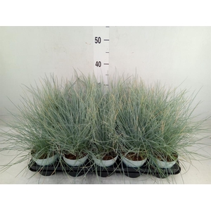 Festuca glauca 'Compacta Blue'