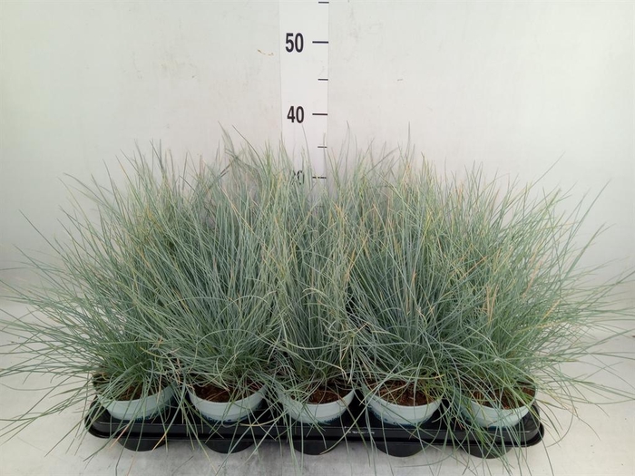 <h4>Festuca glauca 'Compacta Blue'</h4>