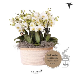 Phalaenopsis Multifloratypes overig wit