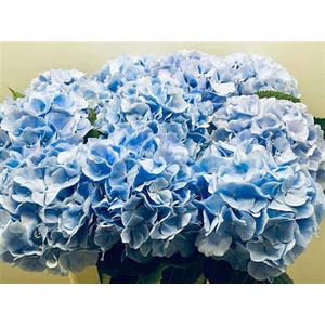 Hydr M Ch Verena Bl 65 Cm