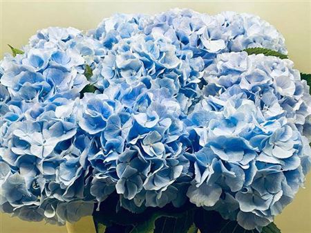 <h4>Hydr M Ch Verena Bl 65 Cm</h4>