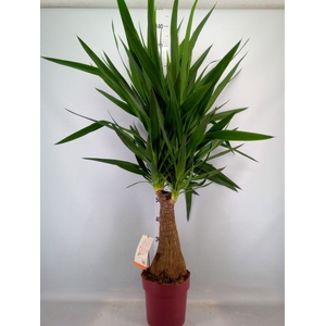 Yucca elephantipes   ...