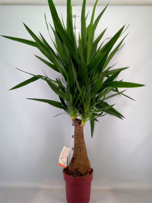 <h4>Yucca elephantipes   ...</h4>
