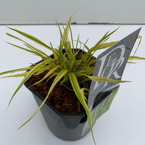 Graminées Hakonechloa 'Aureola'