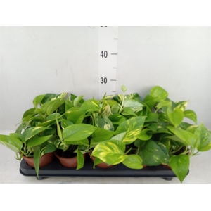 Epipremnum pinn. 'Aureum'