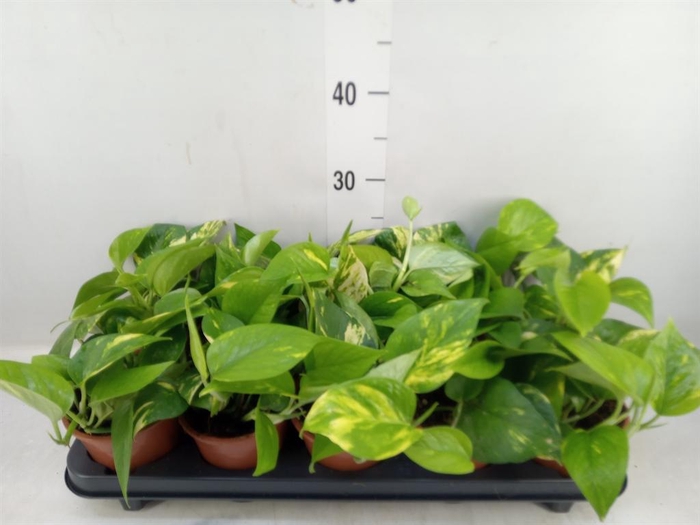 <h4>Epipremnum pinn. 'Aureum'</h4>