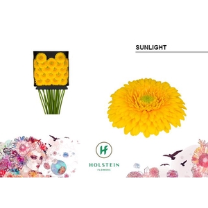 GE MB GERPONI SUNLIGHT DIA KAART x20
