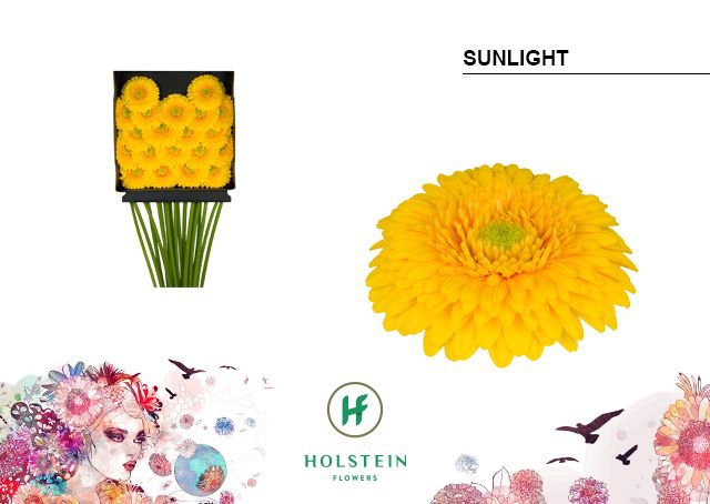 <h4>GE MB GERPONI SUNLIGHT DIA KAART x20</h4>