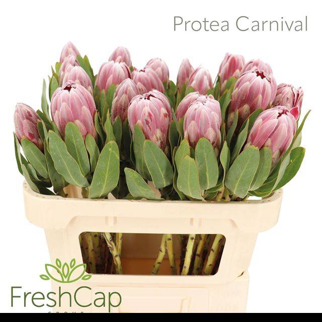 <h4>PROTEA CARNIVAL</h4>