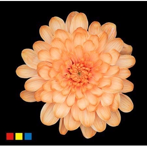 Chr T Altaj Apricot