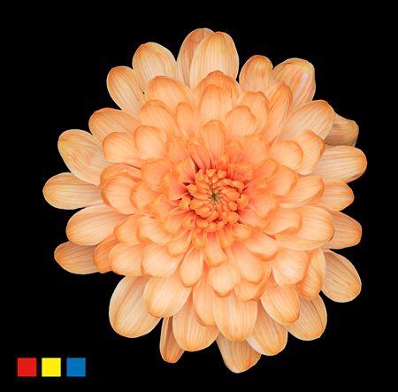 <h4>Chr T Altaj Apricot</h4>