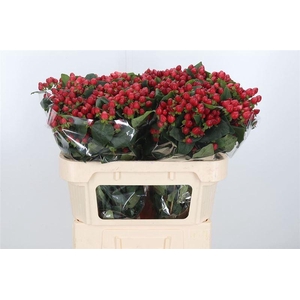 Hyp Mag Triumph Extra