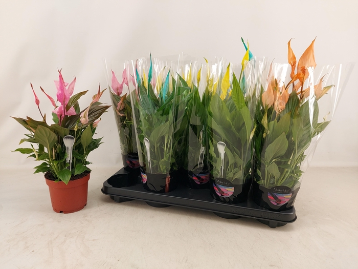 <h4>SPATH BELLINI</h4>