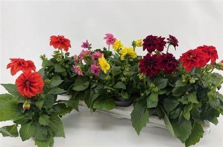 <h4>Dahlia Royal Gem</h4>