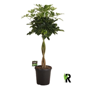 Schefflera Ar Overig stam gevlochten
