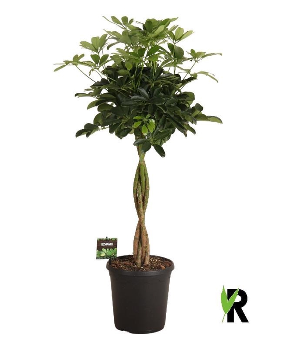 <h4>Schefflera Ar Overig stam gevlochten</h4>