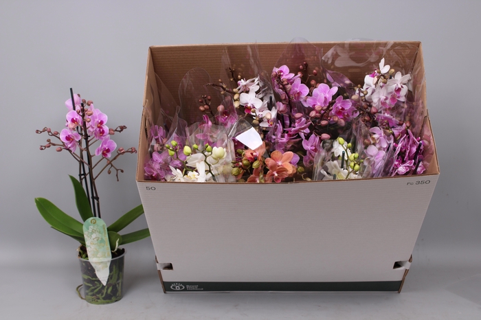 <h4>PHAL MF GEM 8 KL</h4>