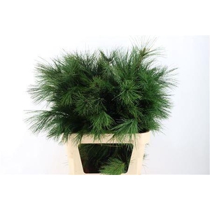 PINUS STROBUS