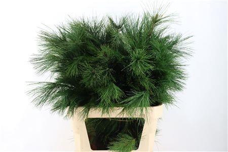 <h4>PINUS STROBUS</h4>