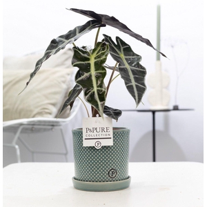 Alocasia Polly in P&PURE Lauren ceramics