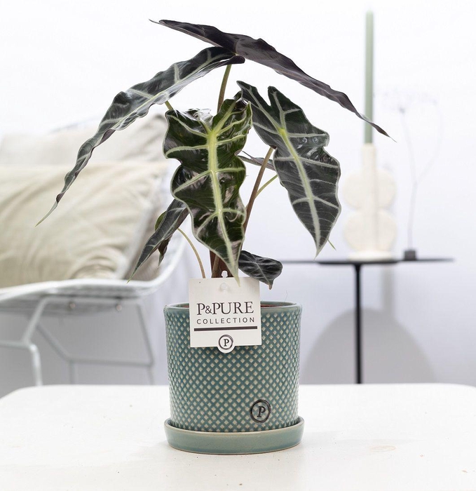 <h4>Alocasia Polly in P&PURE Lauren ceramics</h4>