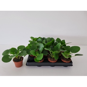 PILEA PEPEROMIOIDES MINI P6