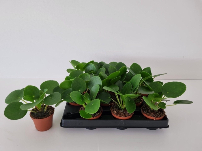 <h4>PILEA PEPEROMIOIDES MINI P6</h4>