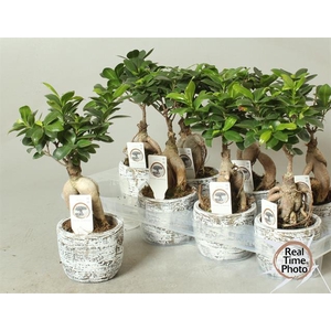 Ficus mi Ginseng 11Ø 30cm CP