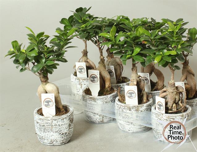 Ficus mi Ginseng 11Ø 30cm CP