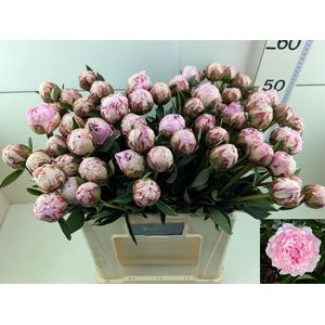 PAEO L SARA BERNHARD