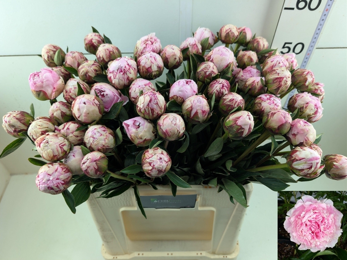 <h4>PAEO L SARA BERNHARD</h4>