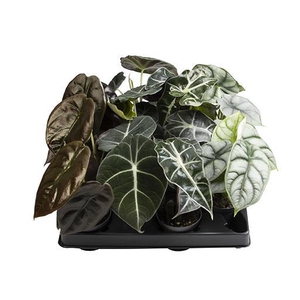 ALOCASIA CUPREA MIX P6