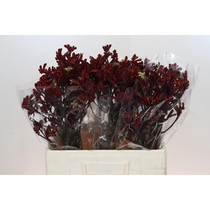 Anigozanthos Early Spring