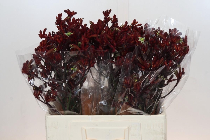 <h4>Anigozanthos Early Spring</h4>