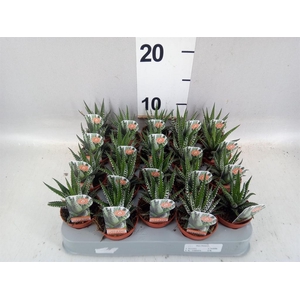 Haworthia fasciata 'Big Band'