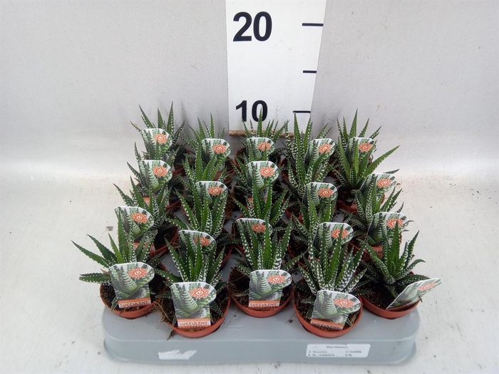 <h4>Haworthia fasciata 'Big Band'</h4>