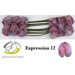 Anthurium Anth A Ov Klb H