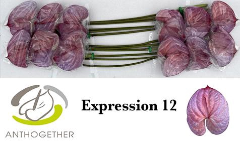 <h4>Anthurium Anth A Ov Klb H</h4>
