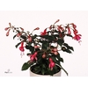 Fuchsia Beacon