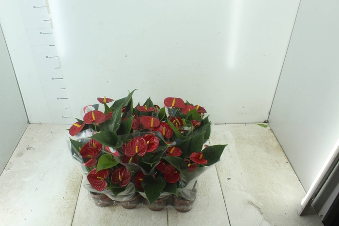 <h4>ANTHURIUM RED SUCCESS P09</h4>