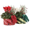 Arrangementen Kerst H%